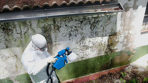 Trusted Mold Inspection service in Lemont, PA - Cheap Mold Removal